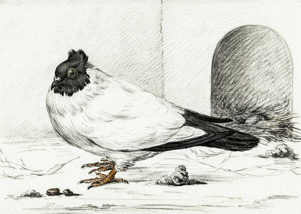 Animal Poster featuring the painting Pigeon and a nest with an egg #1 by MotionAge Designs