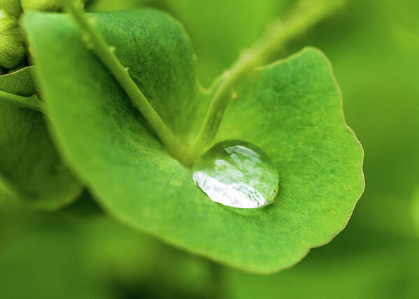 Leaf Poster featuring the photograph Rain Drop On Leaf #1 by Amelia Pearn