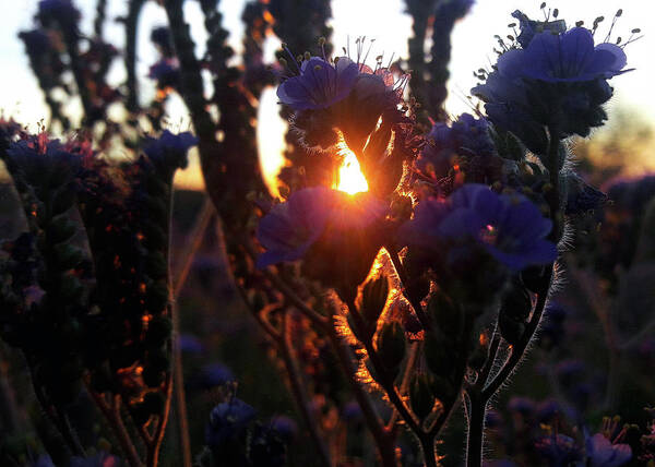 Scorpion Weed Poster featuring the photograph Scorpion Weed Sunset #1 by Gene Taylor