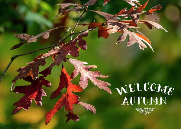 Autumn Poster featuring the photograph Welcome Autumn #1 by Cathy Kovarik