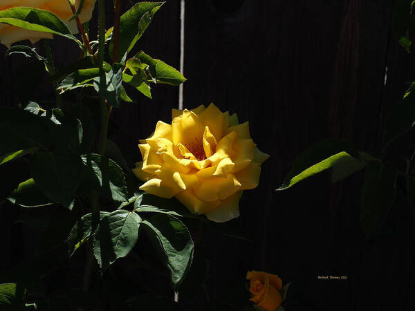 Botanical Poster featuring the photograph Yellow Rose #1 by Richard Thomas