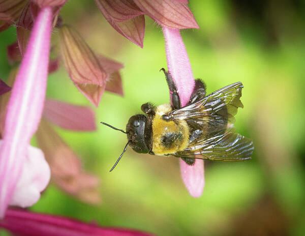 Bee Flower Macro Poster featuring the photograph Bee on a Flower #3 by David Morehead