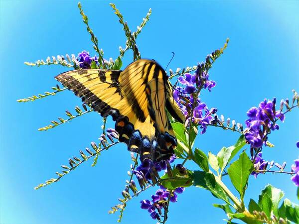 Landscape Poster featuring the photograph Tiger Swallowtail #5 by Gena Herro