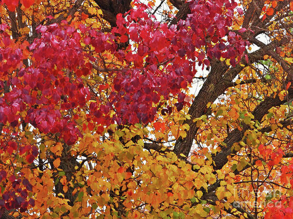 Autumn-leaves Poster featuring the photograph Autumn Leaves #4 by Scott Cameron