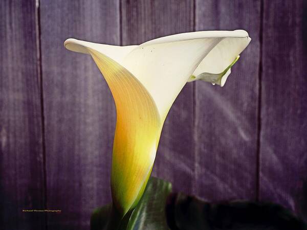Winter Poster featuring the photograph Calla Lily Winter #4 by Richard Thomas