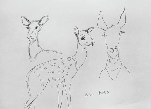 Deer . Animal Poster featuring the drawing 72423 Deer by Hae Kim