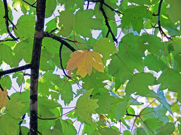 Background Poster featuring the photograph A Canopy Of Leaves by David Desautel
