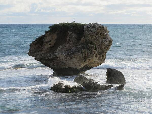 Rock Poster featuring the photograph A Cormorant On A Rock...Point Peron, WA by Lesley Evered