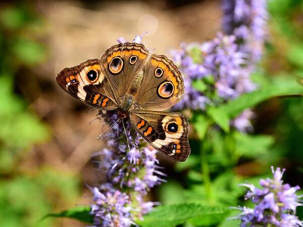 Buckeye Butterfly Poster featuring the photograph A not-so-common Buckeye by Lynn Hunt