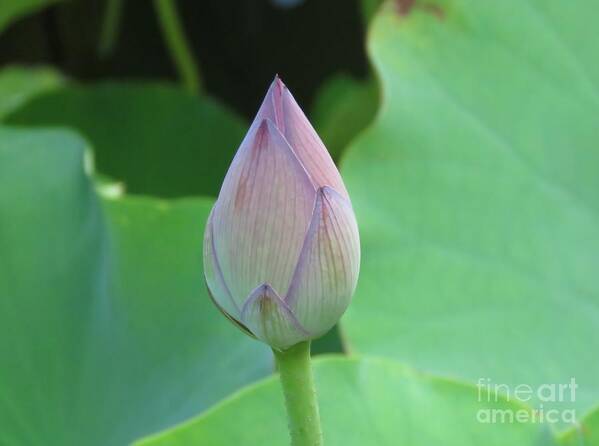 Flower Poster featuring the photograph This Bud's for You by World Reflections By Sharon