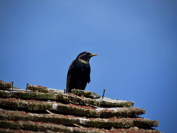 Starling Poster featuring the photograph A Starling on a Rooftop by Rachel Morrison