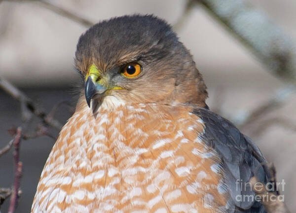 Hawk Poster featuring the photograph An Adult Coopers Hawk by David Taylor