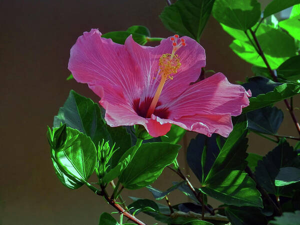 Hibiscus Poster featuring the photograph An Explosion of Pink by Laura Putman