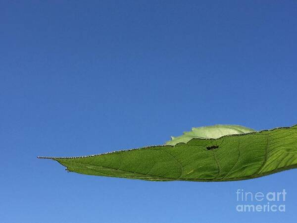 Nature Poster featuring the photograph Ant Traverses Leaf by Mary Kobet