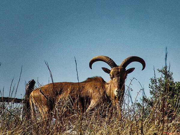 Aoudad Poster featuring the photograph Aoudad Sheep by Rene Vasquez