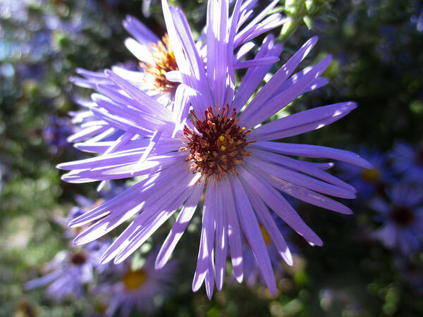 Aster Poster featuring the photograph Aromatic Aster by W Craig Photography