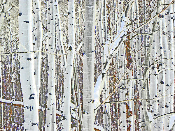 Aspen Poster featuring the photograph Aspen by Sandra Ford