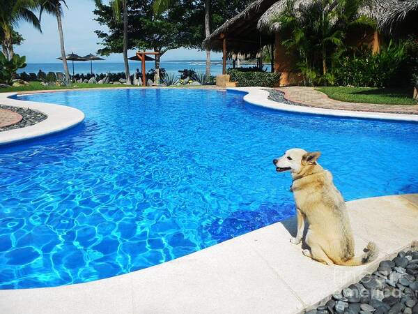 Dog Overlooking Swimming Pool Poster featuring the photograph At The Inn by Rosanne Licciardi