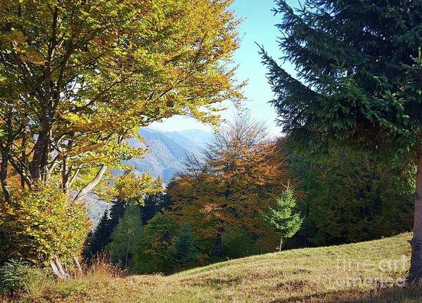 Autumn Poster featuring the photograph Autumn period by Julia Bernardes