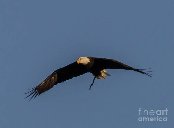 Bald Eagle Poster featuring the photograph Bald Eagle Soaring by Steven Krull