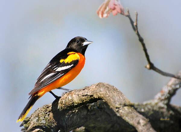 Baltimore Oriole Poster featuring the photograph Baltimore Oriole by Christina Rollo