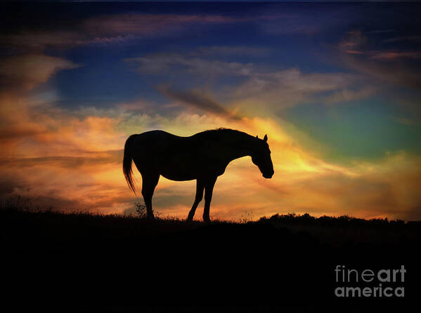 Horse Poster featuring the photograph Beautiful Silhouetted Horse in Colorful Sunrise by Stephanie Laird