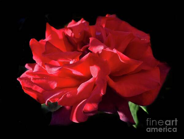 Nature Poster featuring the photograph Beauty Of Dark Red Rose Grand Chateau II by Leonida Arte