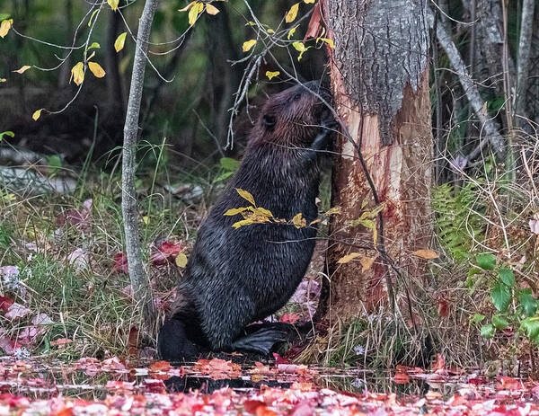 Brown Mammal Poster featuring the photograph Beaver Gnawing on a Tree by Ilene Hoffman