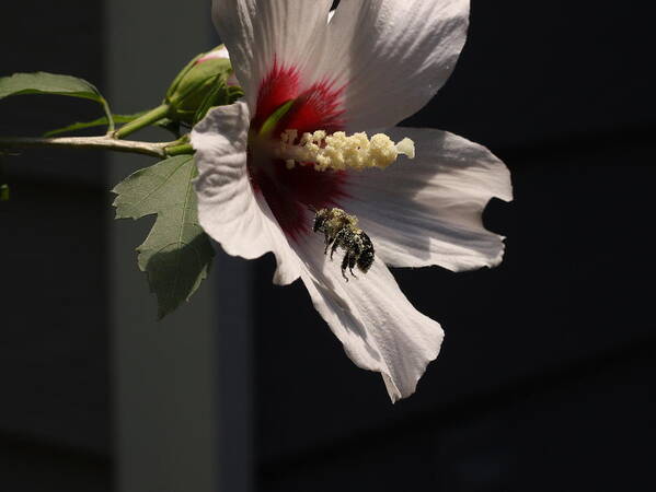 Nature Poster featuring the digital art Bee pollen collector by Kathleen Illes