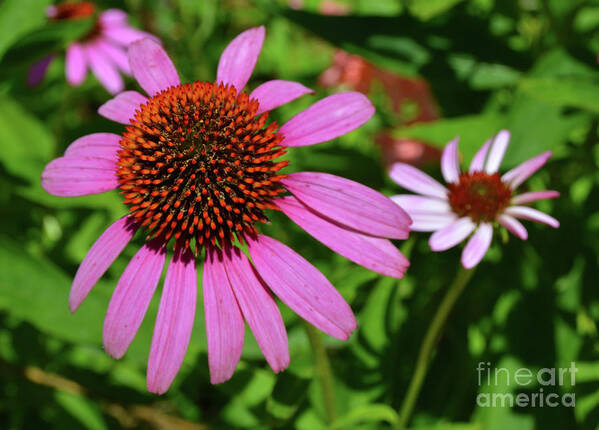 Flowers Poster featuring the photograph Believe In Yourself by Robyn King