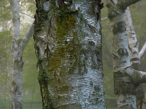 Tree Poster featuring the photograph Birch Tree by Juergen Roth
