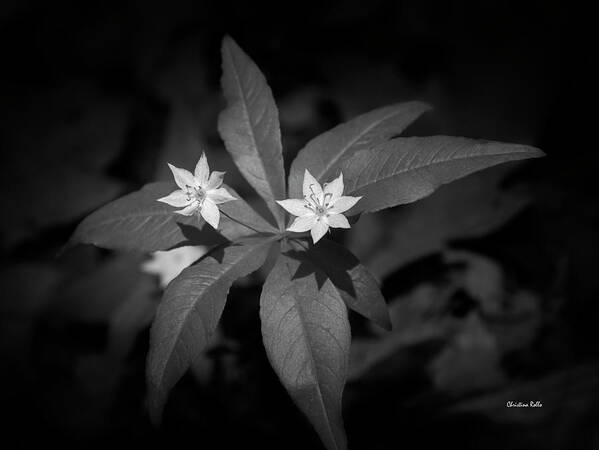 Black And White Poster featuring the photograph Black And White Star Flowers by Christina Rollo