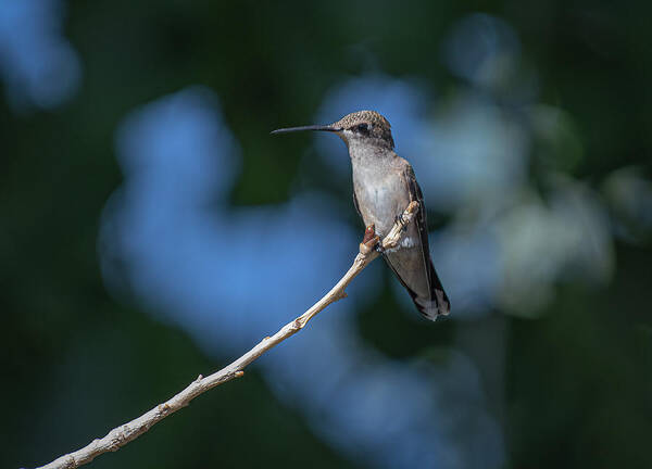Black Chinned Hummingbird Poster featuring the photograph Black Chinned Hummingbird 3 by Rick Mosher