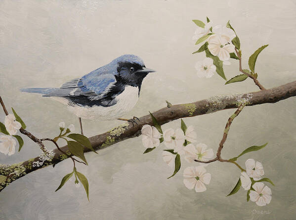 Warbler Poster featuring the painting Black-throated Blue Warbler by Charles Owens