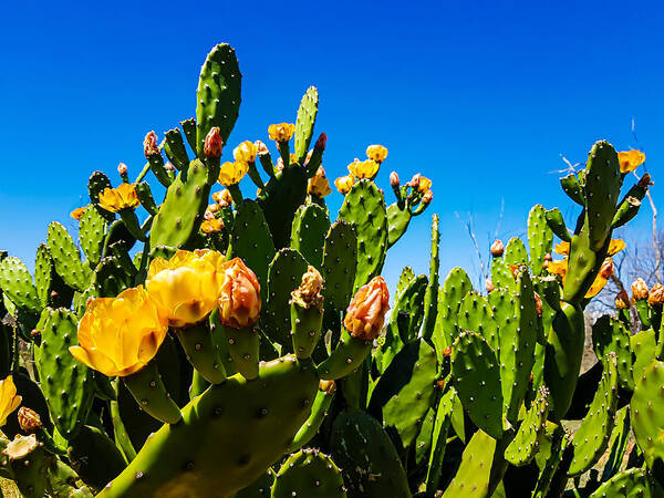 Cactus Poster featuring the photograph Blooming Cactus in Australia by Andre Petrov