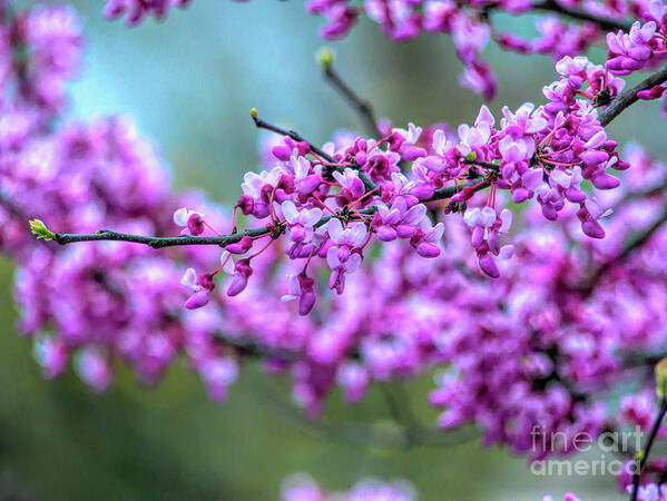 Flower Poster featuring the photograph Blossoming Red Bud by Amy Dundon
