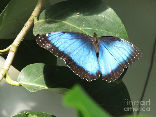 Moth Poster featuring the photograph Blue and Black Beauty by World Reflections By Sharon