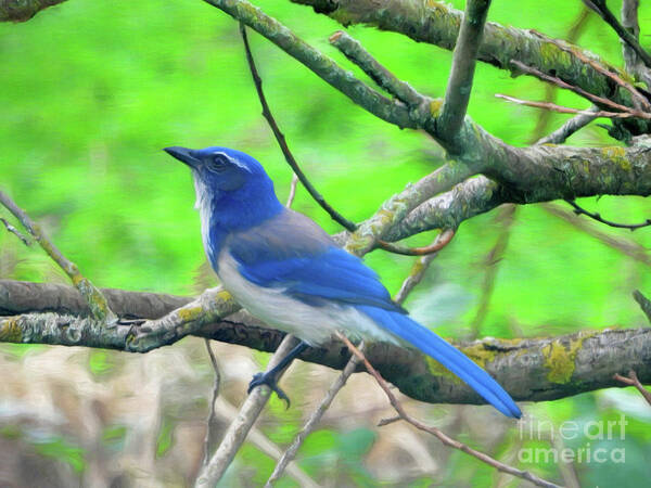  California Scrub-jay Poster featuring the photograph Blue Jay in Tree by Scott Cameron