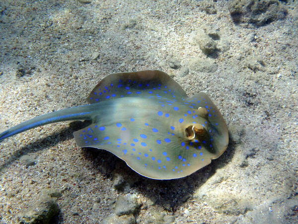 Underwater Poster featuring the photograph Blue Spotted Stingray In The Red Sea by Johanna Hurmerinta