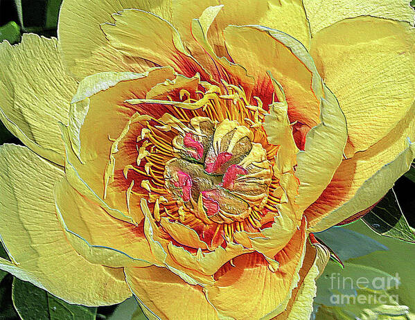 Border Charm Peony Poster featuring the photograph Border Charm Peony by Jeanette French