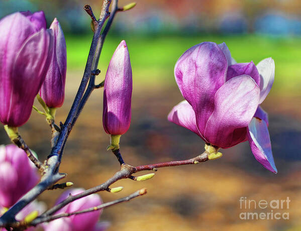 Diana Poster featuring the photograph Brand New by Diana Mary Sharpton