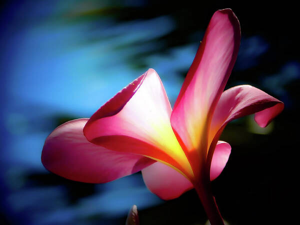Plumeria Poster featuring the photograph Bright Pink by Gena Herro