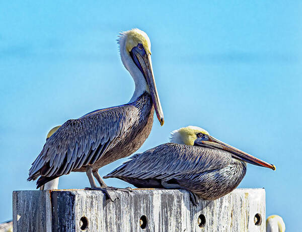 Bird Poster featuring the photograph Brown Pelican by Jerry Connally