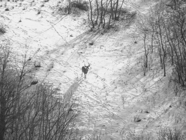 Mule Deer Poster featuring the photograph Buck in the Snow by Amanda R Wright