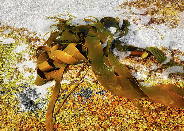 Bull Kelp. Kelp Poster featuring the photograph Bull Kelp on Rock by Lexa Harpell