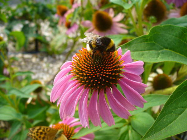 Plant Poster featuring the photograph Bumble Bee on Echinacea by Kathrin Poersch