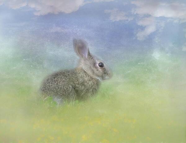 Bunnies Poster featuring the photograph Bunny in the Grass by Marjorie Whitley