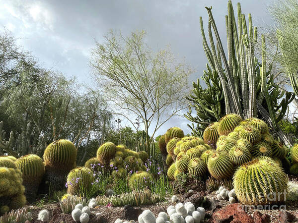 Clouds Poster featuring the photograph Cactus Garden with Cloudy Sky by Katherine Erickson