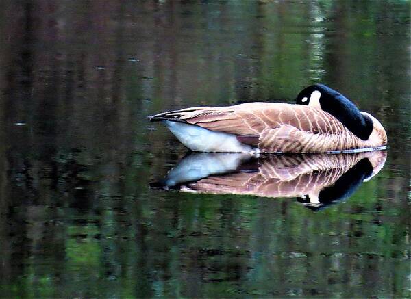 Birds Poster featuring the photograph Calm Canada Goose and Reflection by Linda Stern