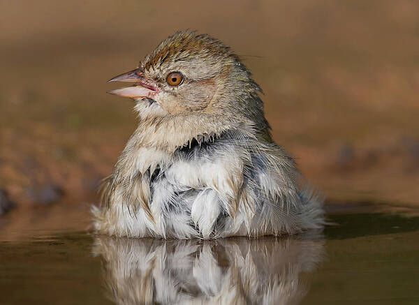 Canyon Towhee Poster featuring the photograph Canyon towhee Getting Ready for Another Dip by Puttaswamy Ravishankar